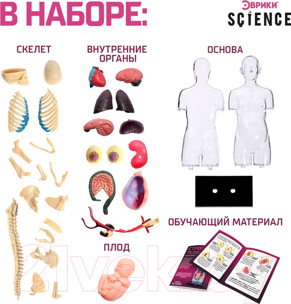 Изображение товара Научная игра Эврики Строение тела. Беременная женщина / 9405614