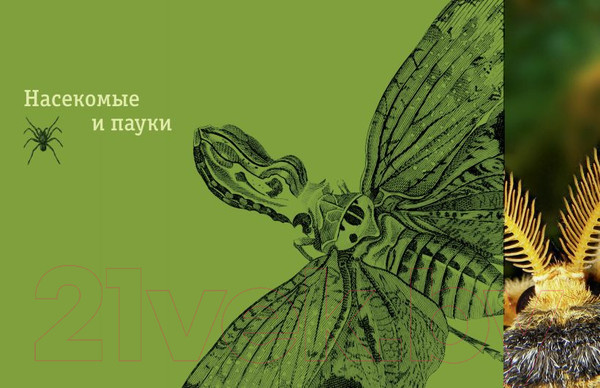 Изображение товара Энциклопедия Эксмо Редкие и удивительные животные нашей планеты (Климов В.)