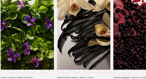 Изображение товара Туалетная вода Dolce&Gabbana Dolce Violet (50мл)