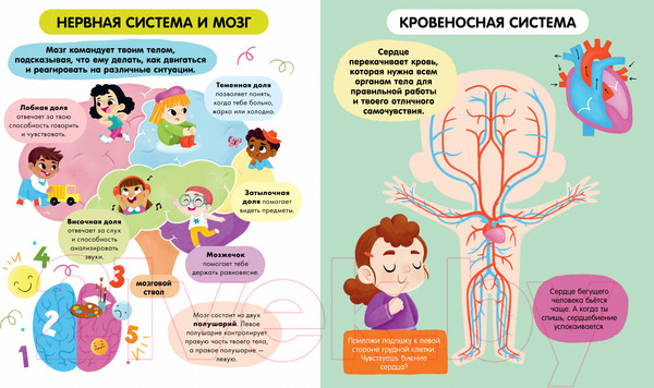 Изображение товара Энциклопедия CLEVER Удивительные энциклопедии. Тело человека