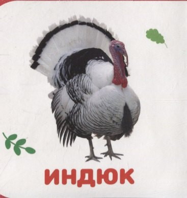 Изображение товара Развивающая книга Проф-Пресс Домашние животные, мягкая обложка (Подорожная Ольга)