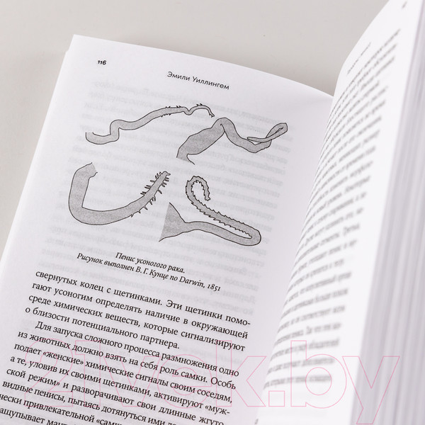 Изображение товара Книга Альпина Парадокс пениса. Уроки жизни из мира животных (Уиллингем Э.)