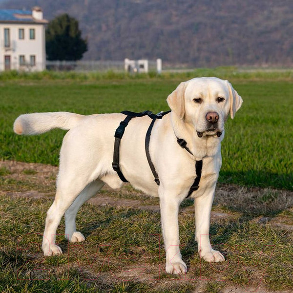 Изображение товара Шлея Ferplast Brave / 75578340 (L, черный, нейлон)