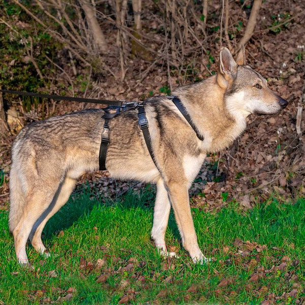 Изображение товара Шлея Ferplast Brave / 75578340 (L, черный, нейлон)