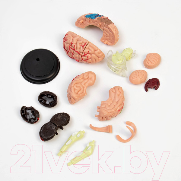 Изображение товара Анатомическая модель Sima-Land Мозг человека / 9278893