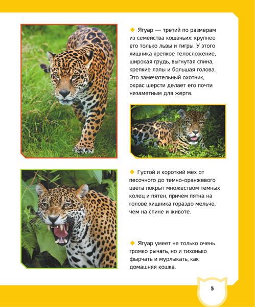 Изображение товара Энциклопедия АСТ Животные (Вайткене Любовь, Попова Ирина)