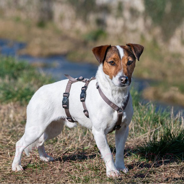 Изображение товара Шлея Ferplast Brave / 75578321 (S, коричневый, нейлон)