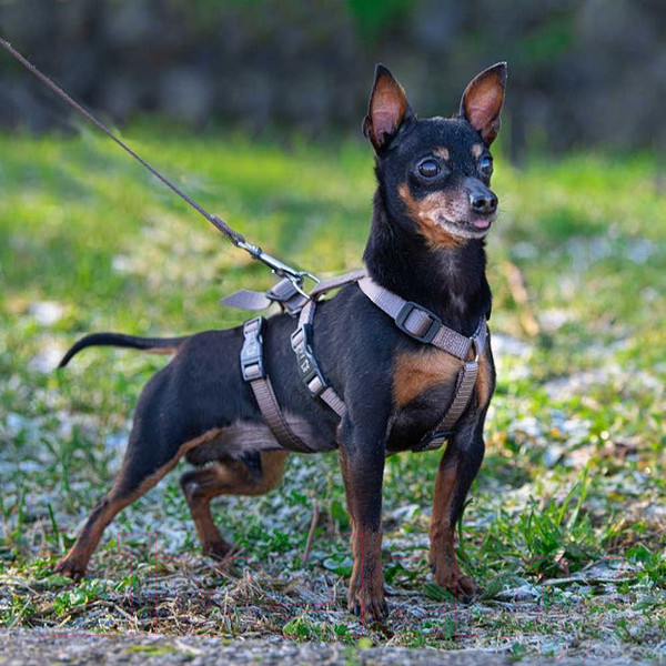 Изображение товара Шлея Ferplast Brave / 75578321 (S, коричневый, нейлон)