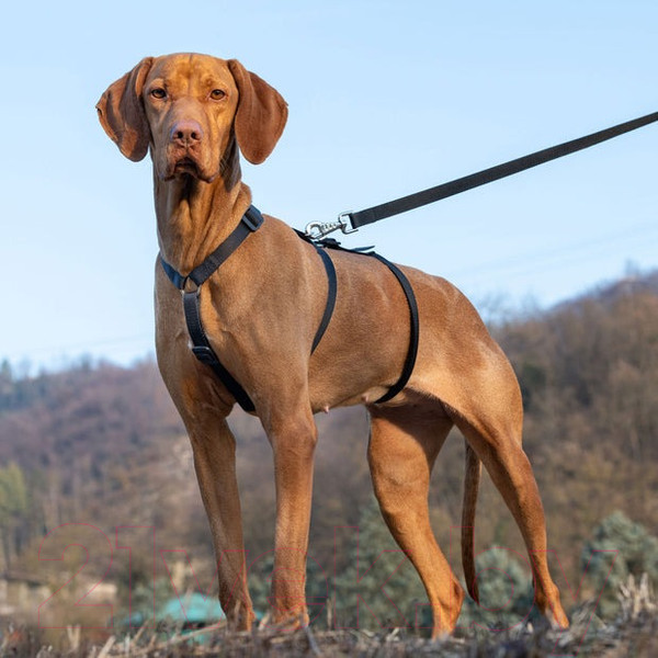 Изображение товара Шлея Ferplast Brave / 75578330 (M, черный, нейлон)