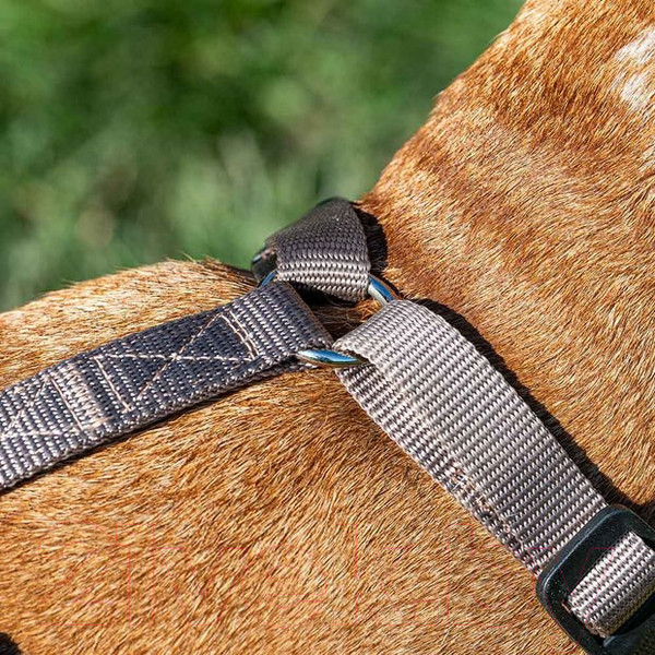 Изображение товара Шлея Ferplast Brave / 75578331 (M, коричневый, нейлон)