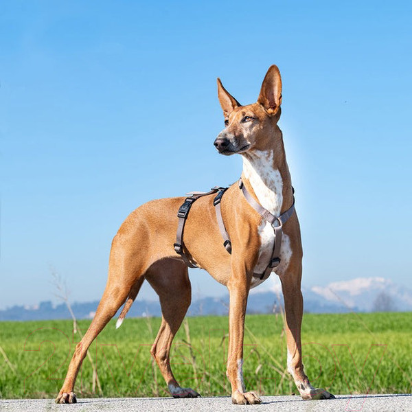 Изображение товара Шлея Ferplast Brave / 75578331 (M, коричневый, нейлон)