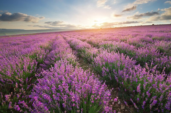 Изображение товара Фотообои листовые Citydecor Лавандовое поле (312x265)