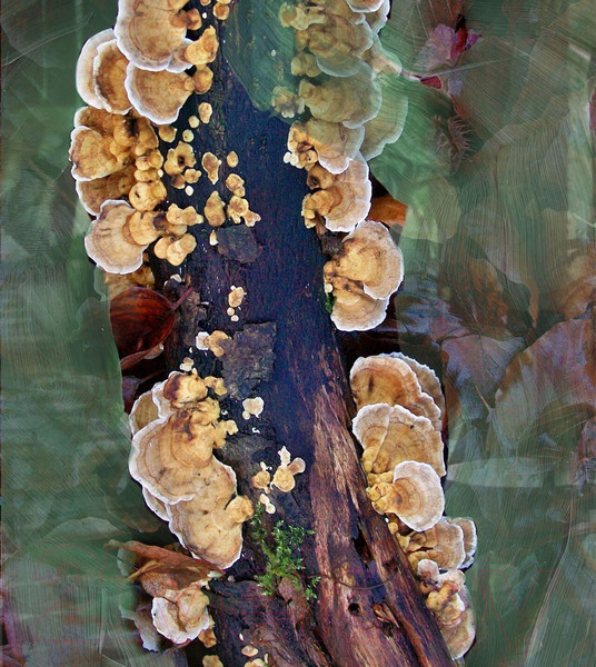 Изображение товара Парфюмерная вода Byredo Oud Immortel (50мл)