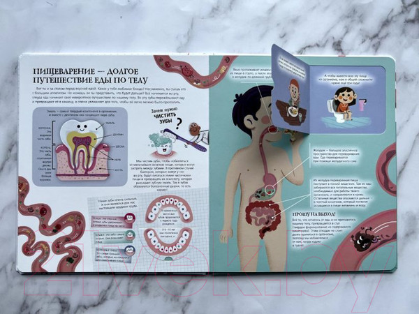Изображение товара Энциклопедия Эксмо Мое тело (Ломбер Ф.)