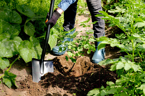 Изображение товара Лопата Plantic Terra 11005-01