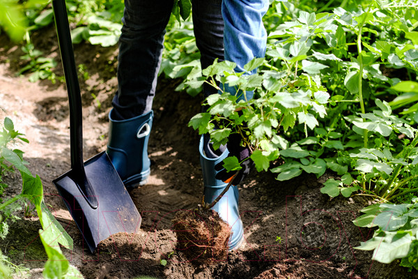 Изображение товара Лопата Plantic Terra 11005-01