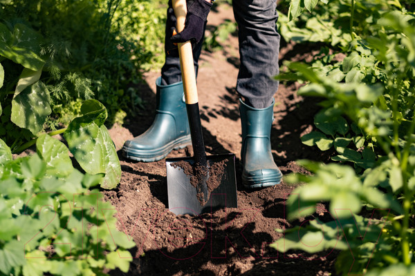 Изображение товара Лопата Plantic Дача 11008-01