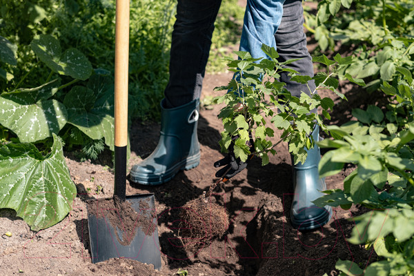 Изображение товара Лопата Plantic Дача 11008-01