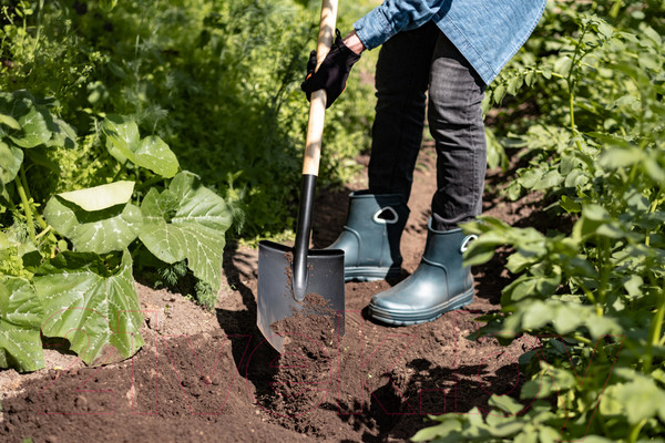 Изображение товара Лопата Plantic Дача 11008-01