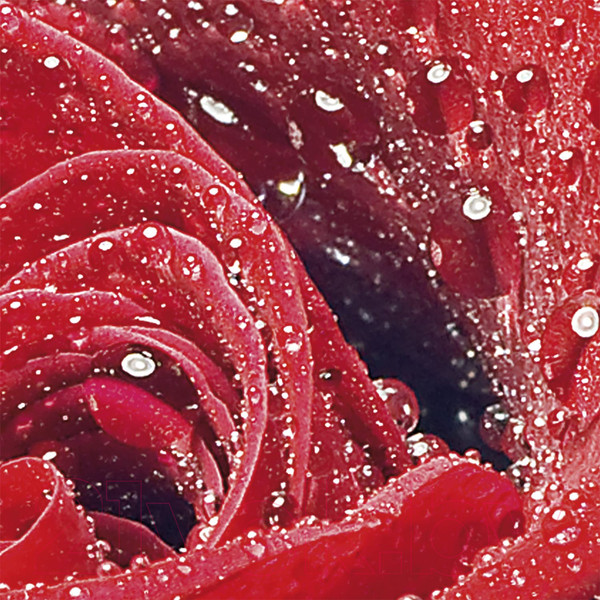 Изображение товара Фотообои листовые Citydecor Красная роза (300x254)