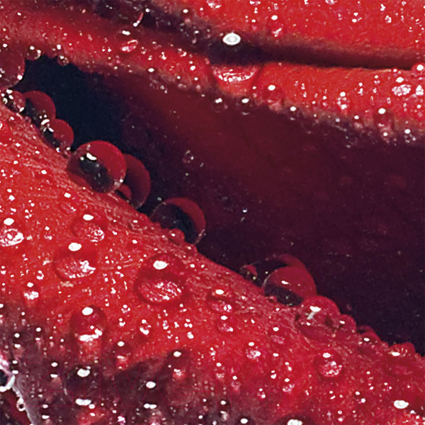 Изображение товара Фотообои листовые Citydecor Красная роза (300x254)