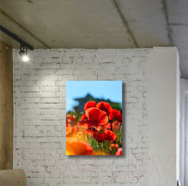 Изображение товара Картина Stamion Маки (50x60см)