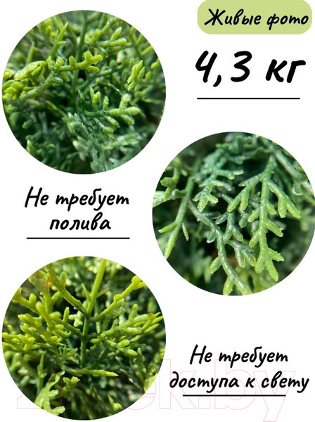 Изображение товара Искусственное растение Merry Bear Home Decor Туя шаровидная / KDA0255