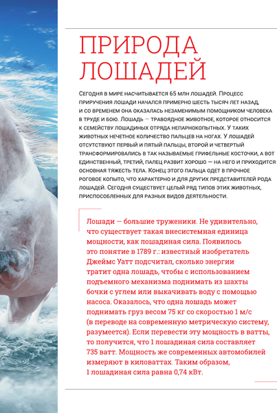 Изображение товара Энциклопедия АСТ Лошади. Большая визуальная энциклопедия (Спектор Анна)