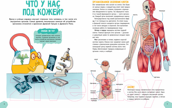 Изображение товара Энциклопедия CLEVER Удивительные энциклопедии. Невероятное тело человека (Валло Д.)