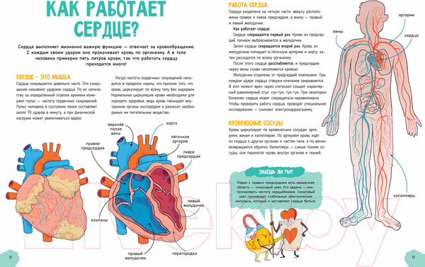Изображение товара Энциклопедия CLEVER Удивительные энциклопедии. Невероятное тело человека (Валло Д.)