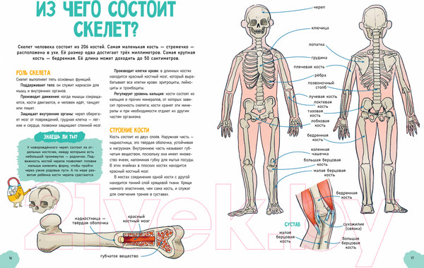 Изображение товара Энциклопедия CLEVER Удивительные энциклопедии. Невероятное тело человека (Валло Д.)