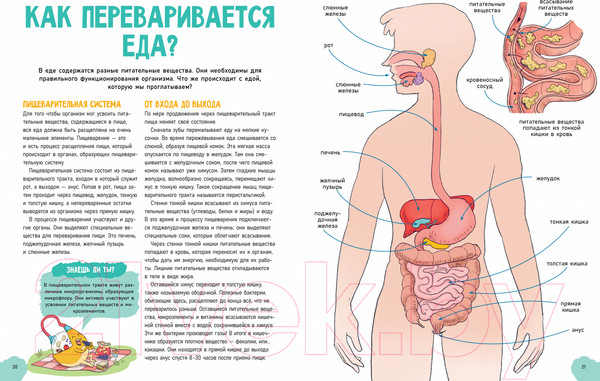 Изображение товара Энциклопедия CLEVER Удивительные энциклопедии. Невероятное тело человека (Валло Д.)