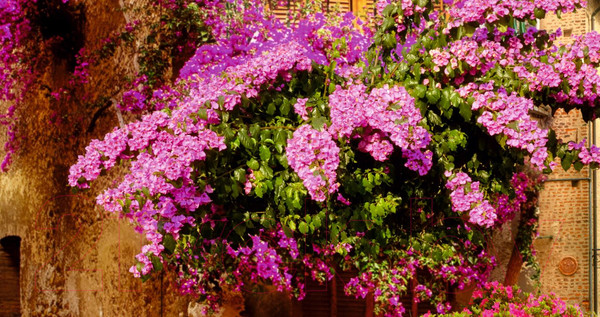 Изображение товара Фотообои листовые ФабрикаФресок Фреска сирень / 031501 (150x100)