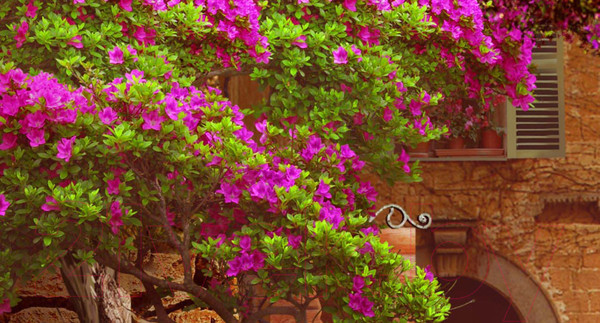 Изображение товара Фотообои листовые ФабрикаФресок Фреска Античная улочка с сиренью / 113265 (300x265)