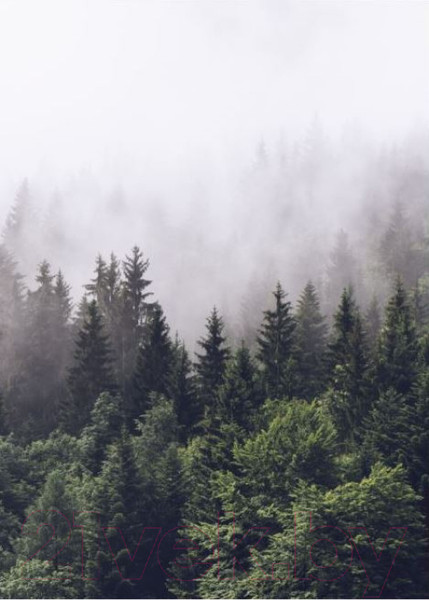 Изображение товара Фотообои листовые ФабрикаФресок Туманный лес / 192280 (200x280)