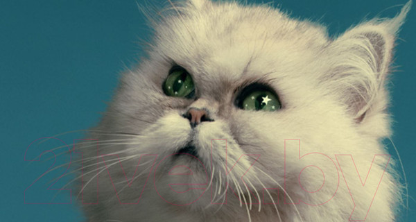 Изображение товара Фотообои листовые ФабрикаФресок Кот на крыше / 472270 (200x270)