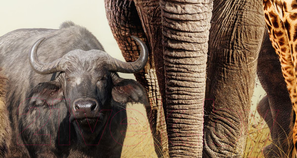 Изображение товара Фотообои листовые ФабрикаФресок Африканские звери / 481301 (130x100)