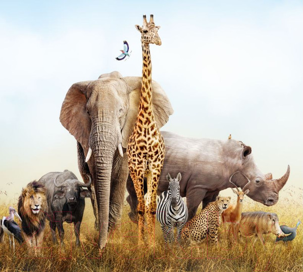 Изображение товара Фотообои листовые ФабрикаФресок Африканские звери / 483270 (300x270)