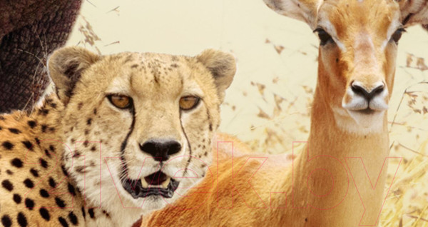 Изображение товара Фотообои листовые ФабрикаФресок Африканские звери / 484270 (400x270)