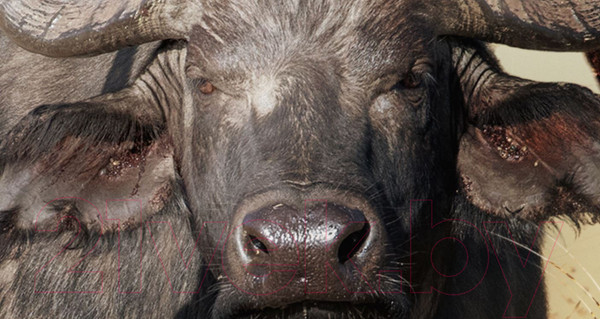 Изображение товара Фотообои листовые ФабрикаФресок Африканские звери / 485270 (500x270)