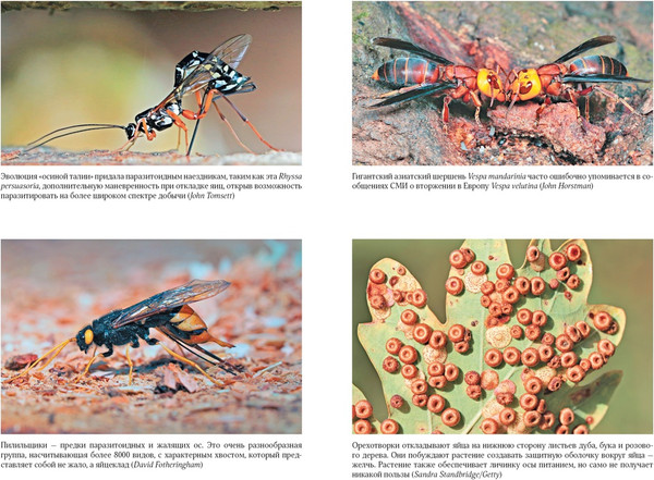 Изображение товара Книга КоЛибри Тайны осиного гнезда, твердая обложка (Самнер Сейриан)