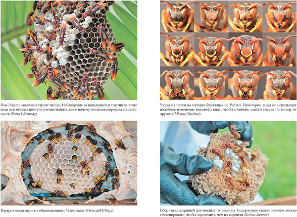 Изображение товара Книга КоЛибри Тайны осиного гнезда, твердая обложка (Самнер Сейриан)