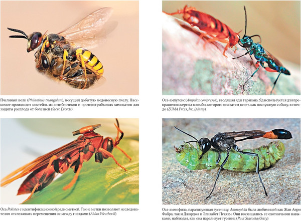 Изображение товара Книга КоЛибри Тайны осиного гнезда, твердая обложка (Самнер Сейриан)