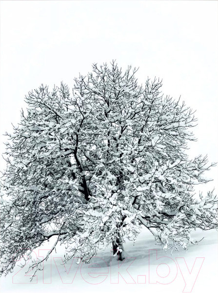 Изображение товара Картина Woodary 3005 (40x50)