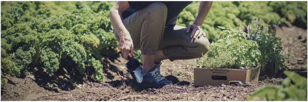 Изображение товара Совок садовый Fiskars Premium 1000726