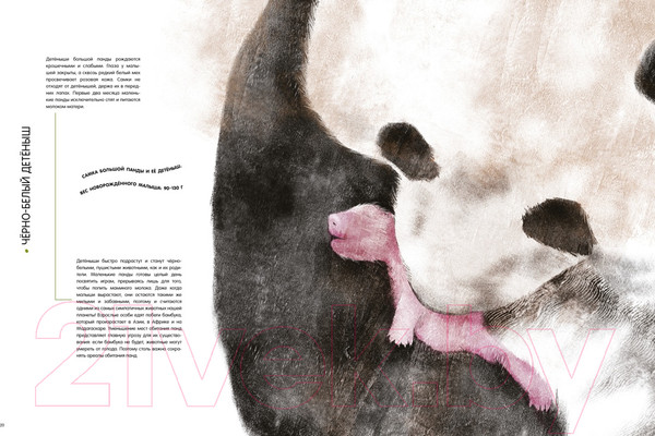 Изображение товара Энциклопедия Махаон Детеныши животных в натуральную величину / 9785389233515 (Фогато В.)