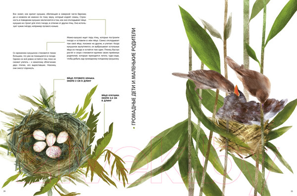 Изображение товара Энциклопедия Махаон Детеныши животных в натуральную величину / 9785389233515 (Фогато В.)