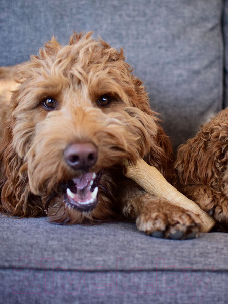 Изображение товара Игрушка для собак Petstages Dogwood / 216YEX