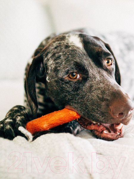 Изображение товара Игрушка для собак Petstages Mesquite Dogwood / 30142