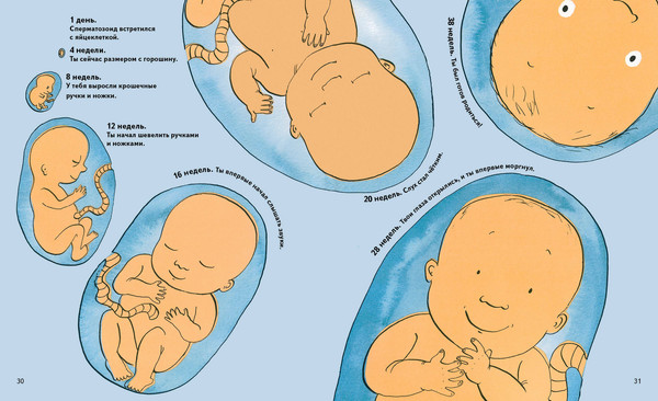 Изображение товара Энциклопедия Эксмо Откуда берутся дети? Твердая обложка (Мэннинг Мик)